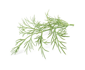 Fototapeta premium One sprig of fresh dill isolated on white