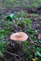 Amanita rubescens, known as blushing amanita. Mushrooms in the natural environment