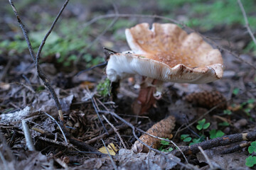 Amanita rubescens, known as blushing amanita. Mushrooms in the natural environment