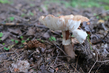 Amanita rubescens, known as blushing amanita. Mushrooms in the natural environment