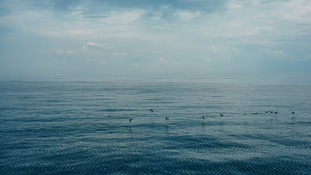 fog and birds flying over the sea