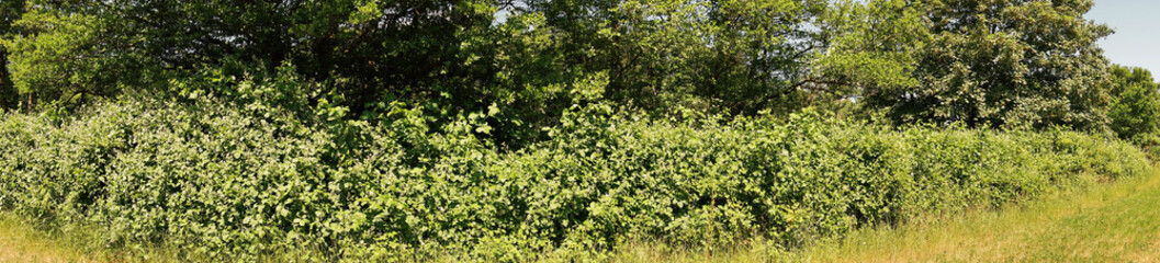 Wild blackberry bushes in bloom - Panorama at the field