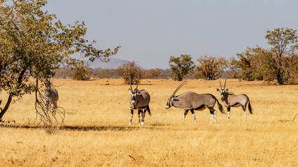 Groupe d'oryx dans la savane