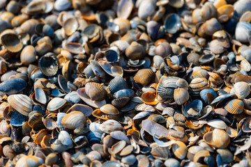Colorful seashells (cockles, baltic tellins, banded wedge shells) on the beach of North Sea island...
