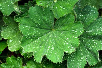 Alchemical, Lady's mantle green with drops on it