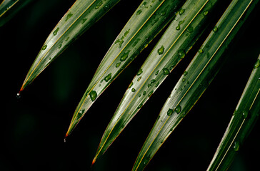 raindrops on green palm leaf and dark background