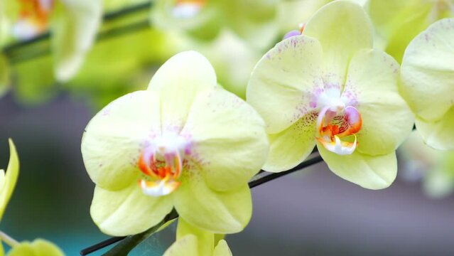 Phalaenopsis orchids flowers bloom in spring lunar new year 2022 adorn the beauty of nature, a rare wild orchid decorated in tropical gardens