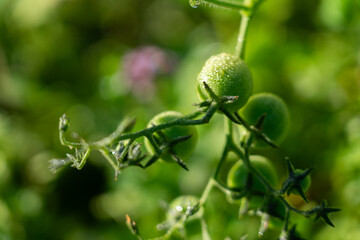 Green cherry tomatoes on your plant