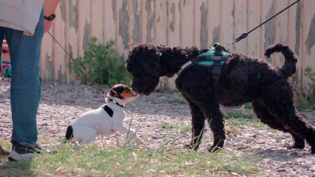 small dog greeting a bigger dog in colar in slow motion