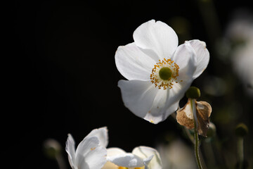 Close-up of white Japanese anemone blossoms (anemone hupehensis) with blurry foreground and background