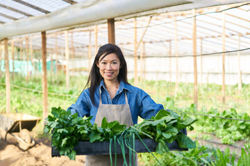 Smiling farmer leafy fresh vegetables in organic farm