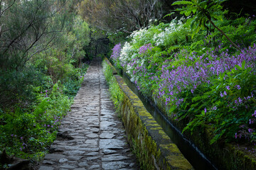 Beautiful path alongside the levada canal at Madeira, Portugal with flowers all around. Way through the lush green forest.