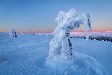 Bent tree covered with snow and frost. Winter mountain scenery during sunset.