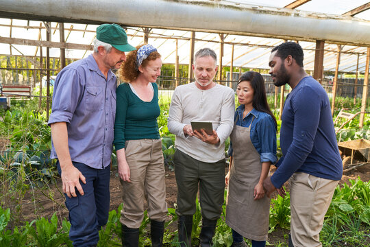 Group of farmers in greenhouse working with tablet computer
