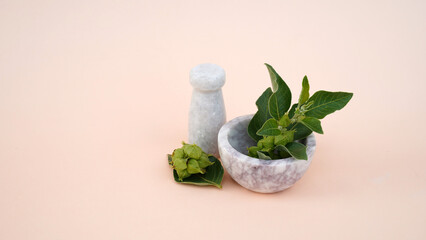 Root Withania somnifera, known commonly as ashwagandha, Indian ginseng, poison gooseberry or winter cherry