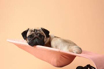 Dog in hammock or in chaise longue. Pug is lying in children's hammock. An animal that looks like...