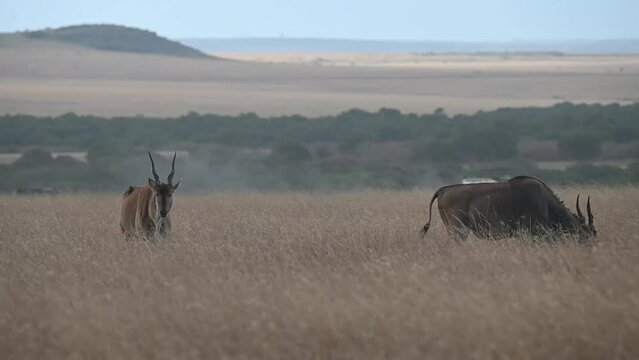 Pair of Common elands taking a stroll in Masai Mara