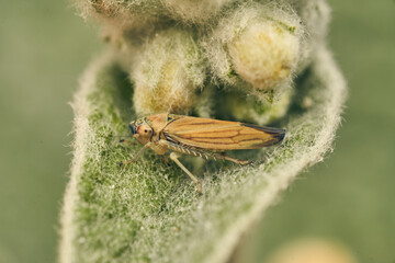 A brown insect perched on a green leaf.