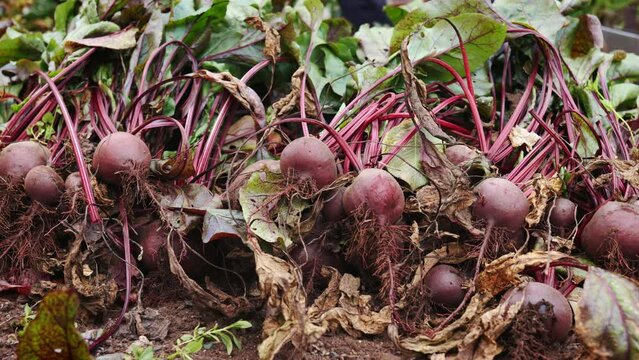 A farmer harvesting beets. A woman gardener in red rubber gloves pulls (digging) a beets out of the ground. Autumn harvest. Vegetarian, vegan organic food, vitamins. Close up