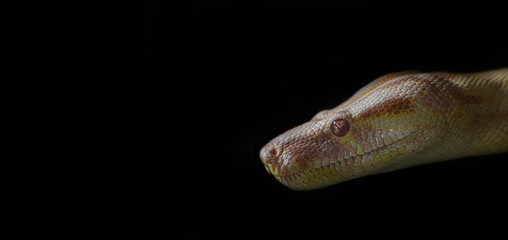 Snake head isolated on black background