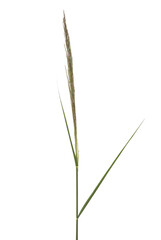 Cane fresh, green reed seeds isolated on white, clipping path