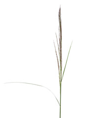Cane fresh, green reed seeds isolated on white, clipping path © dule964