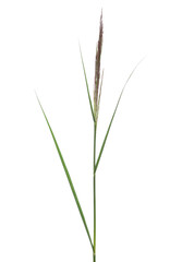 Cane, reed seeds and grass isolated on white, clipping path © dule964