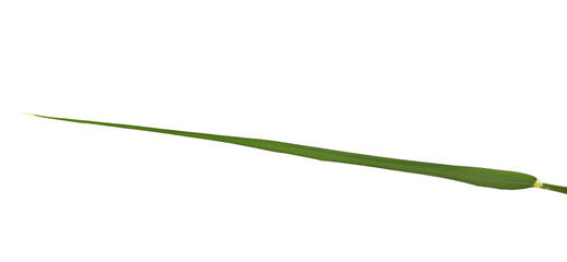 Fresh green leaf reed, cane isolated on white, clipping path © dule964