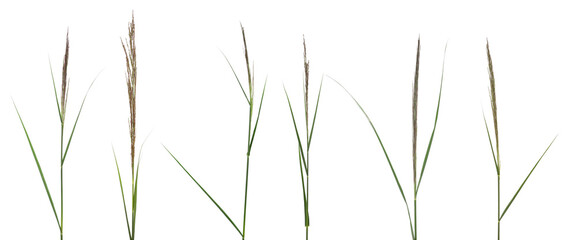 Set green reed, fresh cane grass isolated on white, clipping path  - Powered by Adobe