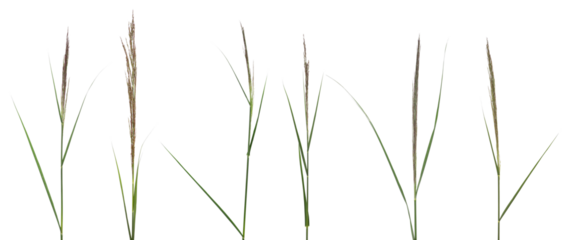 Set green reed, fresh cane grass isolated on white, clipping path 