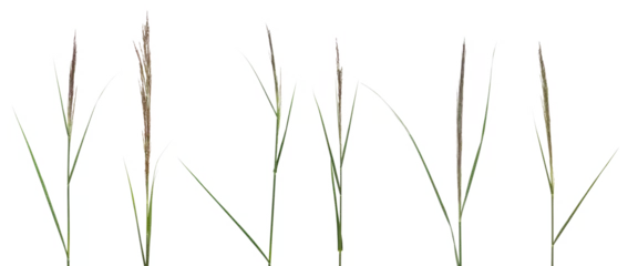 Papier Peint photo Herbe Set green reed, fresh cane grass isolated on white, clipping path 