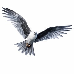 Swallow-tailed kite bird isolated on white background.