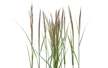 Cane, reed seeds and grass isolated on white, clipping path