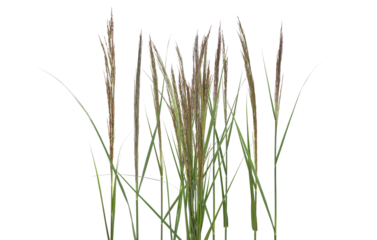 Cane, reed seeds and grass isolated on white, clipping path