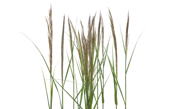 Cane, reed seeds and grass isolated on white, clipping path