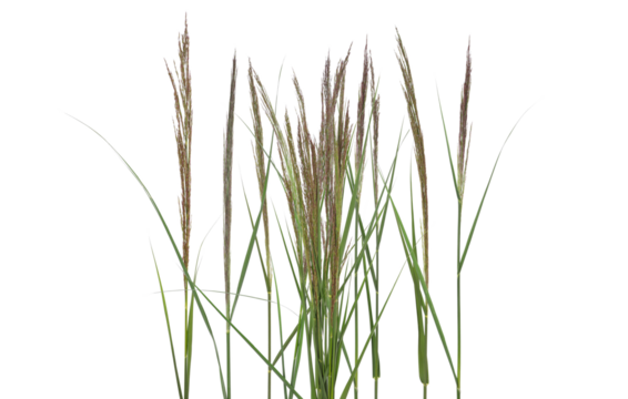 Cane, reed seeds and grass isolated on white, clipping path