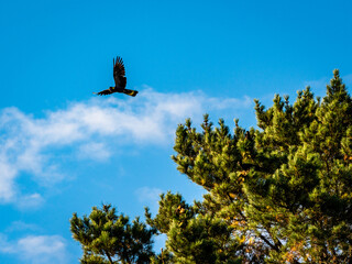 A Yellow-tailed black cockatoo taking flight from a tree in front of a blue sky