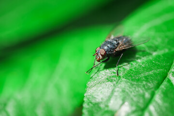 House fly, Fly, House fly on leaf..