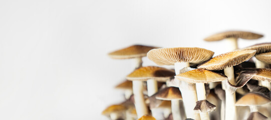 Many mushrooms of the species Psilocybe cubensis Argentina on a white background.