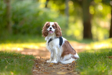 Portrait d'un chien de race king charles dans la nature