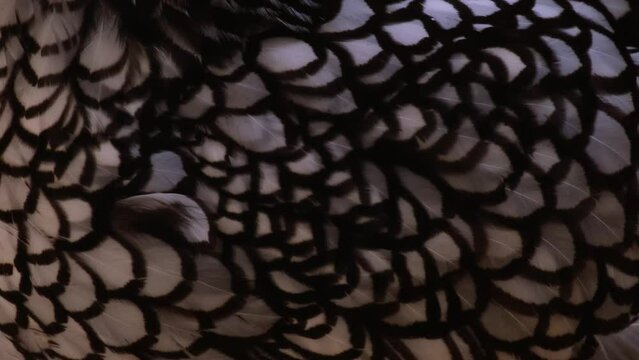 Abstract close-up of beautiful black and white chicken feather for background. The amazing, silver-laced Wyandotte Chicken is an American breed developed in the 1870s. Farming, livestock slow motion.