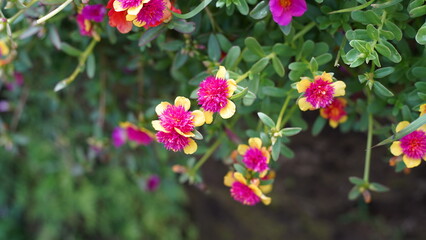 pink flowers in the garden