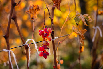 Ice wine. Icewine, eiswein, iced wine, sweetest wine is from grapes shredded Grapevine after first frost. Withered yellow leaves of grapes in autumn after the first cold weather. Harvested concept
