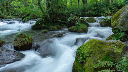 mossy forest stream - Oirase Stream