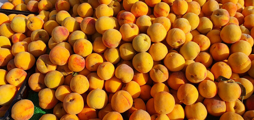 Ripe sweet apricots on a counter at a fair. Sale and purchase of apricots. Apricot harvest. Summer fruits and berries background. Apricots in bulk at the market.