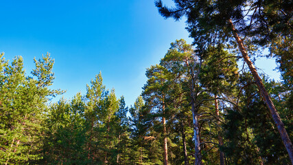 Pine forest against a blue sky without clouds on a sunny summer day