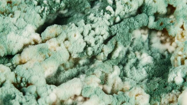 Green mold Penicillium expansum in Time Lapse. Textured Mold Background. Macro Shot of Mold. Mold Spores on Bread. Sporangia and Sporangiophores Clearly Visible. Toxic Spores in Spoiled Food