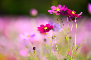 八雲町噴火湾パノラマパークのコスモス畑