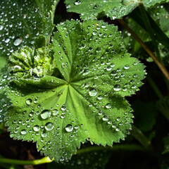 Alchemilla with dew