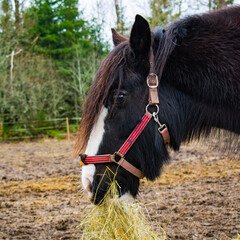 schönes braunes Pferd mit einer weissen Blässe an der Stirn in einer Koppel © Eva-Maria Pollich